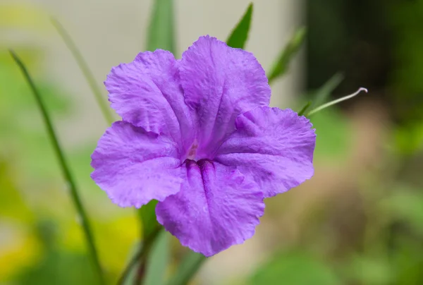 A Purple ruellia squarrosa o Petunie selvatiche — Foto Stock