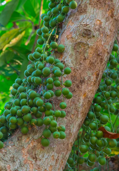 Baccaurea ramiflora verde fruta en el árbol, Tailandia — Foto de Stock