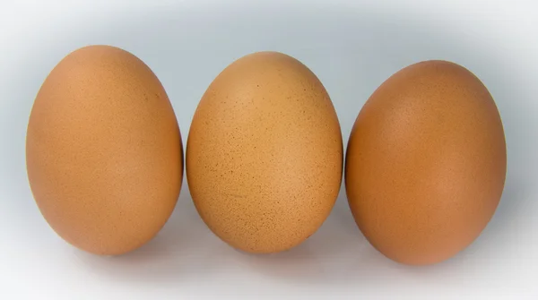 The Chicken Egg — Stock Photo, Image