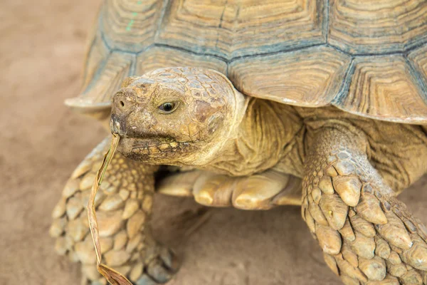 Closeup portrait galapagos turtle in thailand — Stock Photo, Image