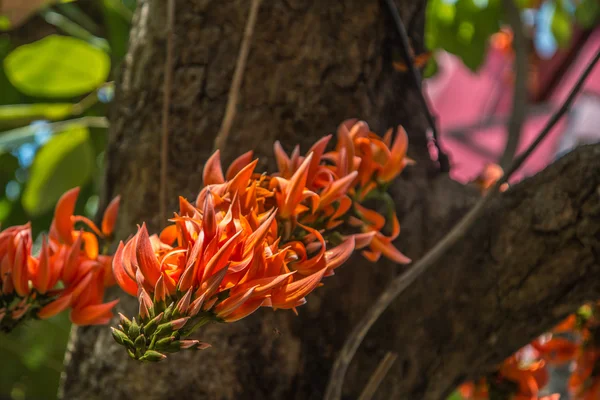 Flores de Spathodea, Tulipán africano, Campana de fuego, Fouain tree, Fl — Foto de Stock