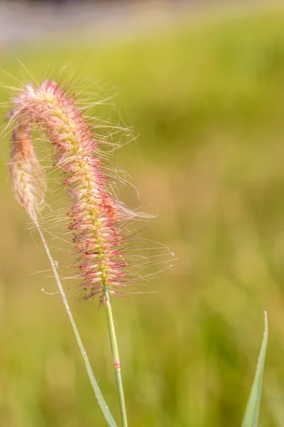 Closeup Gramineae grass — Stock Photo, Image