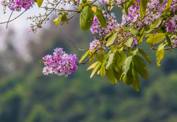 Lagerstroemia floribunda fond de fleur, fleur d'été — Photo