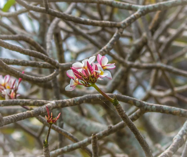 Plumeria flores sobre fondo de rama — Foto de Stock