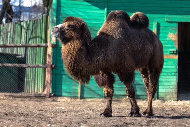 Brown hayvanat bahçesinde deve
