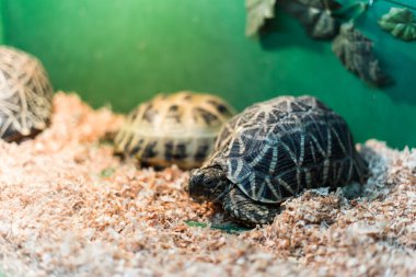 Kaplumbağalar terrarium içinde