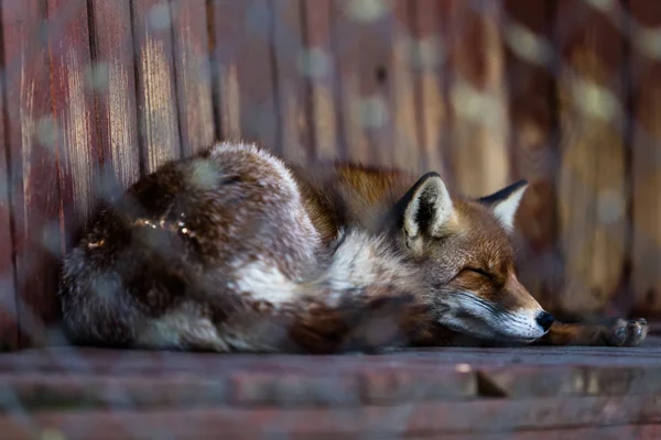 Fox en jaula durmiendo — Foto de Stock