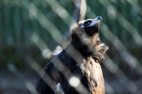 檻の中で野生のハゲタカ — ストック写真
