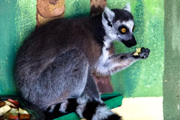 Lemur meyve yeme