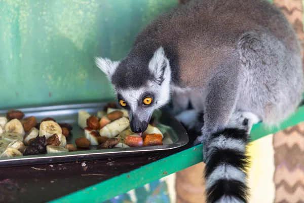 Lemur meyve yeme