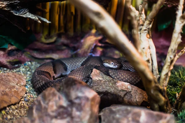 Schlange im Terrarium — Stockfoto