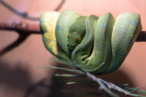 Grüne Schlange im Terrarium — Stockfoto