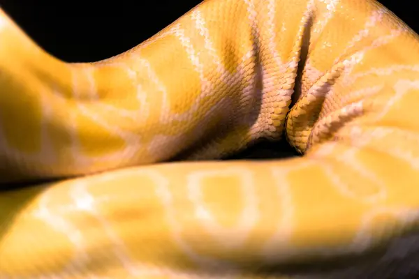 Sarı pyton deri kıvrımları