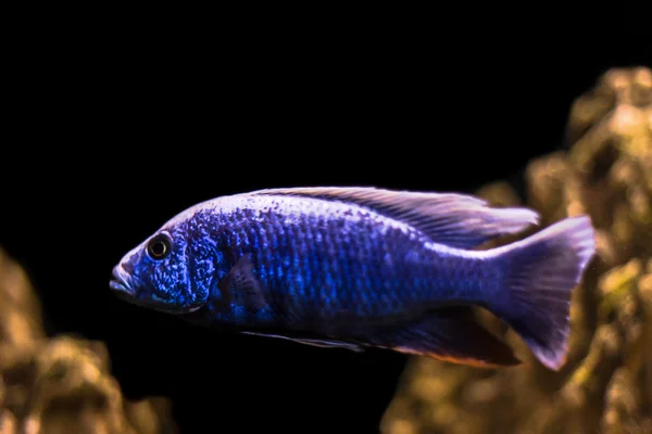 Peixe no fundo preto — Fotografia de Stock