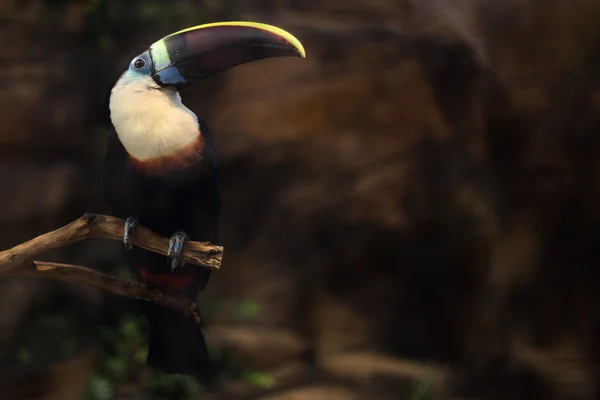 Şube toucan kuş