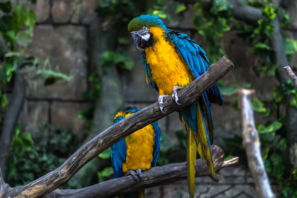 Színes kakadu papagáj — Stock Fotó