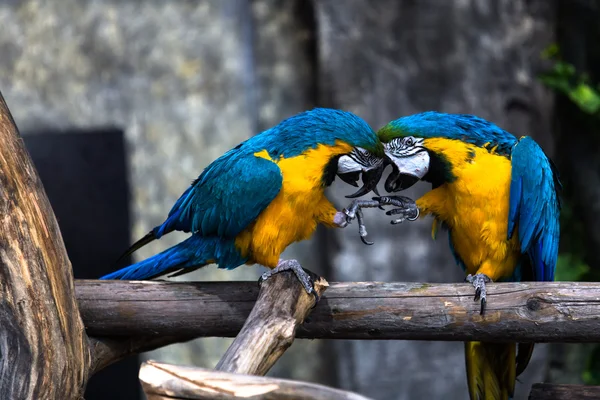 Aşık iki oyun papağan