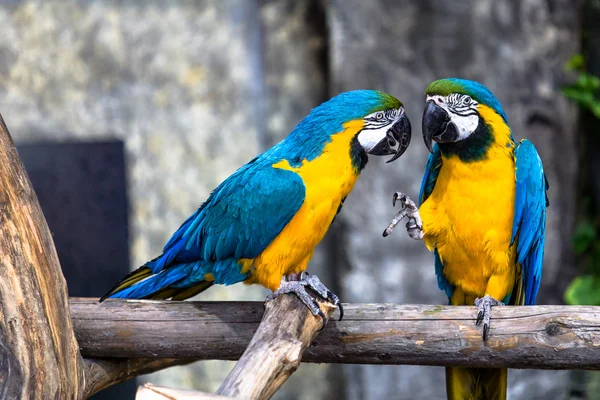 Два папуги закохані — стокове фото