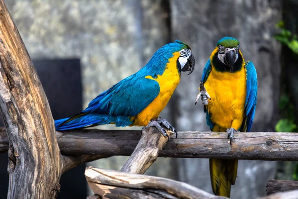 Twee spelen papegaaien verliefd — Stockfoto