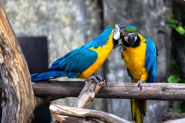 Aşık iki oyun papağan