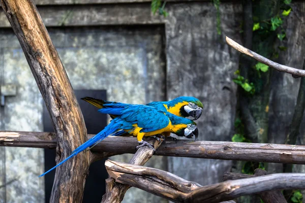 Aşık iki oyun papağan