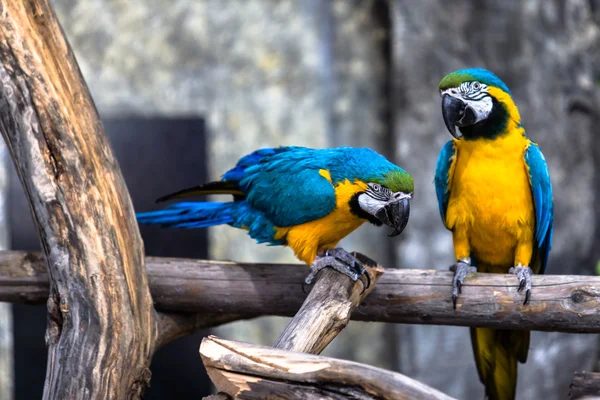 Dos loros enamorados — Foto de Stock