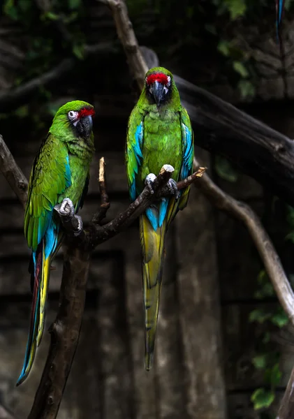 Two playing parrots in love — Stock Photo, Image