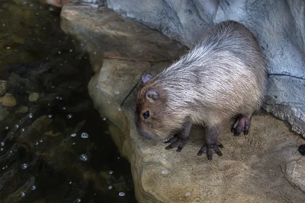 suya izlerken Capibara