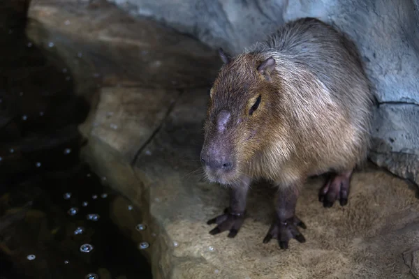 suya izlerken Capibara