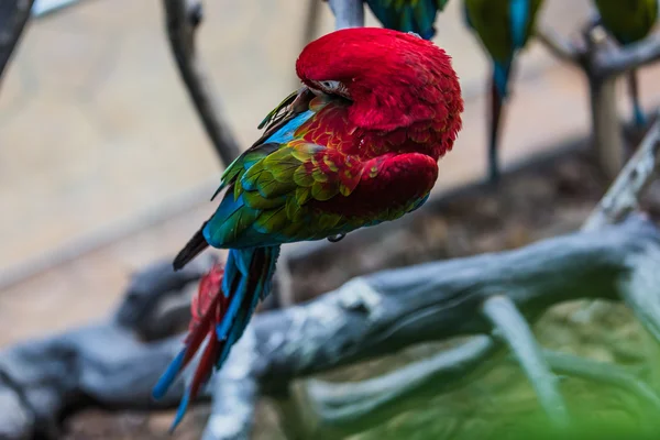 Kleurrijke kaketoe parrot — Stockfoto