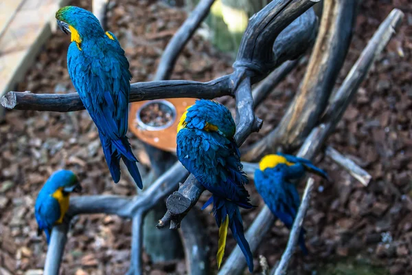 Färgglada kakadua papegojor — Stockfoto