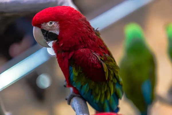 Kleurrijke kaketoe parrot — Stockfoto