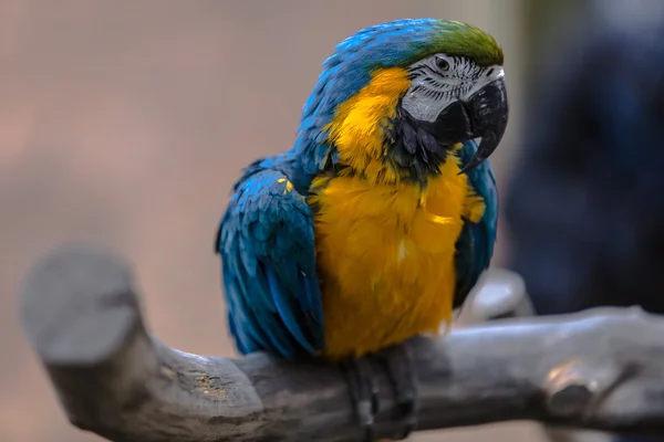 Kleurrijke kaketoe parrot — Stockfoto