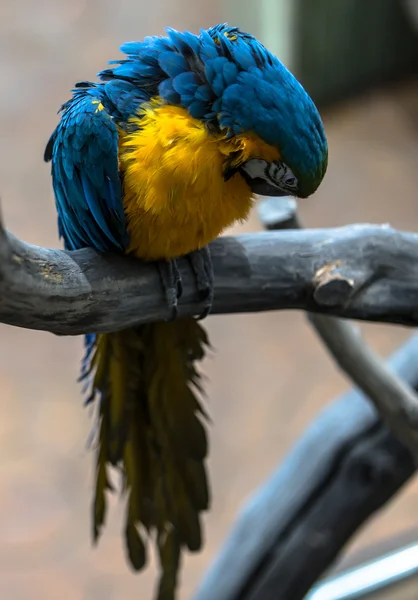 Kleurrijke kaketoe parrot — Stockfoto