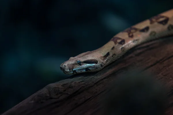 Змея в террариуме — стоковое фото