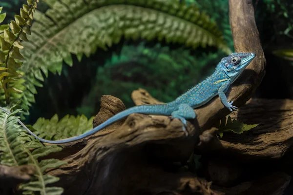 C sitting on dry tree branch — Stock Photo, Image