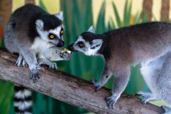 Lemur meyve yeme