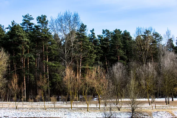 Wald mit schmelzendem Schnee — Stockfoto