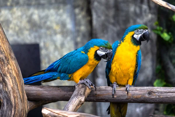 Two playing parrots in love — Stock Image Two playing parrots in love Royalty Free Stock Images