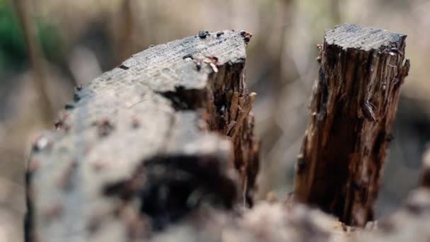 Ants on tree stump with selective focus — Stock Video