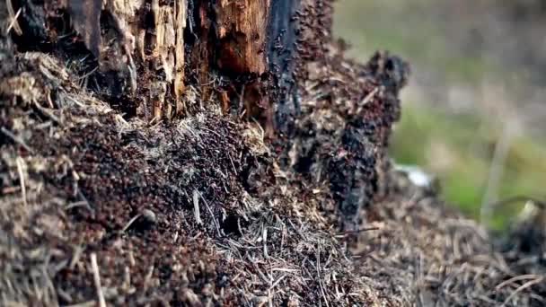 Fourmis sur souche d'arbre avec mise au point sélective — Video