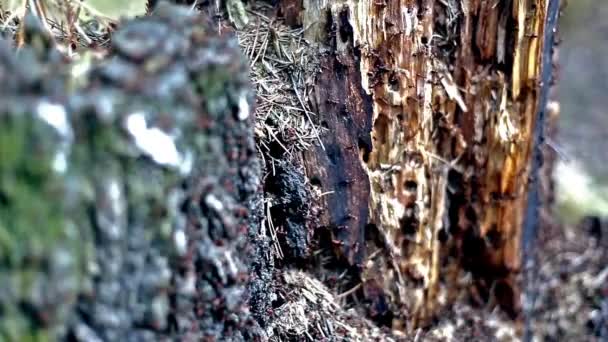 Ants on tree stump with selective focus — Stock Video