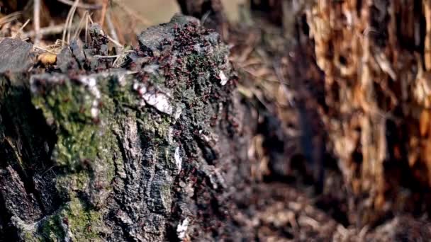 Fourmis sur souche d'arbre avec mise au point sélective — Video