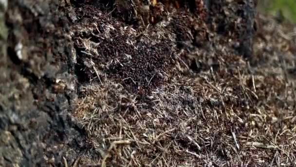Semut pada tunggul pohon dengan fokus selektif — Stok Video