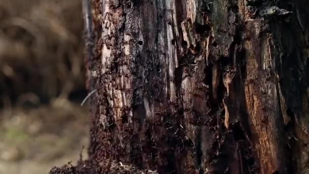 Hormigas en tronco de árbol con enfoque selectivo — Vídeos de Stock