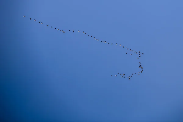 Migration of birds south — Stock Photo, Image