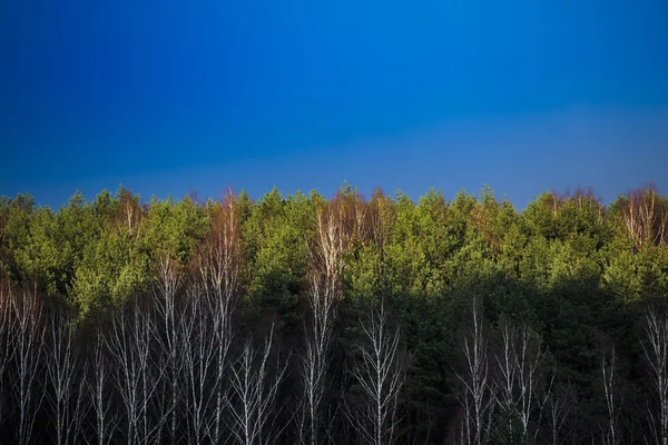 Bahar orman ve gökyüzü