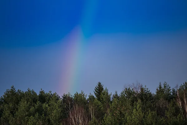 Bahar orman ve gökyüzü