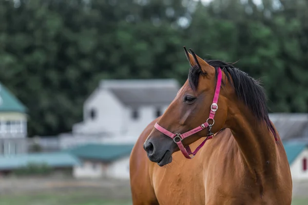 Retrato de belo quarto de cavalo — Fotografia de Stock