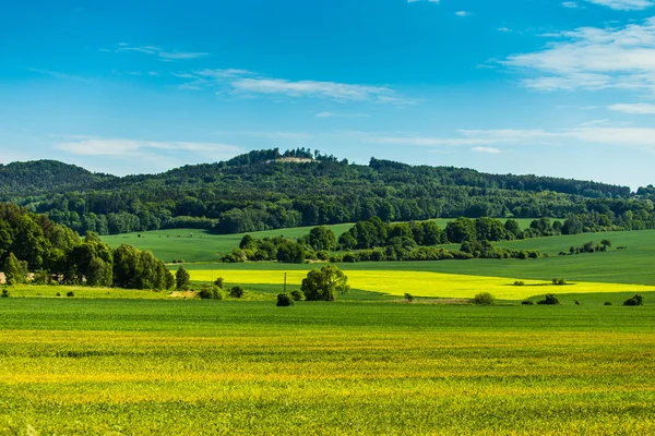 Field with trees and mountain behind